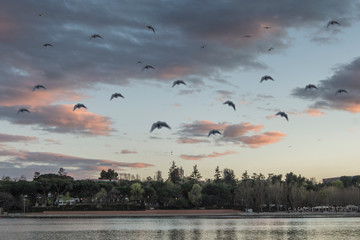 View of the lake from the Casa de Campo at sunset with flying birds in Madrid. Spain