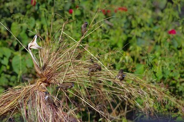 Bird watching around Lake Babogaya in February 2019, Ethiopia