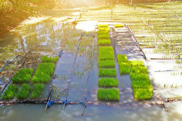 rice sapling, rice plant at the paddy field, floating rice farm at rural in Thailand
