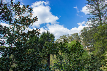 Fototapeta na wymiar garden detail with blue sky and soft white clouds
