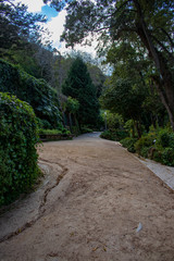 path in the garden surrounded by leafy trees