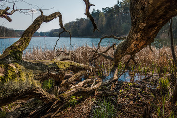 Konary jezioro © Micha