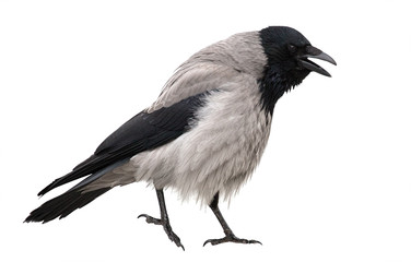 ruffle up grey crow isolated on white
