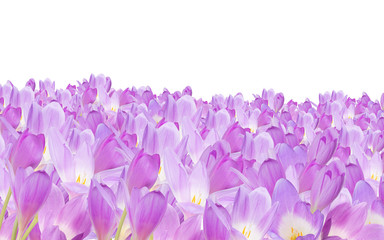 large group of lilac crocus flowers on white