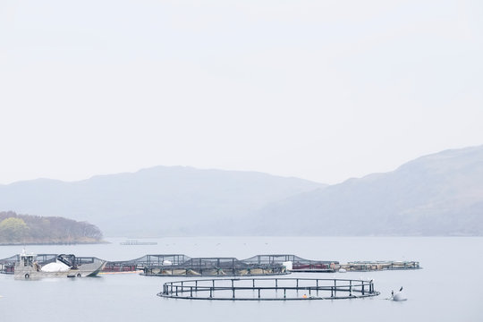 Fish farm salmon nets cages floats in sea water coast environment organic farming at Loch Melfort Arygll Scotland UK