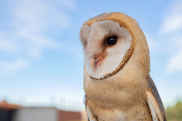 Portrait of white owl