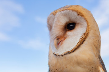 Portrait of white owl