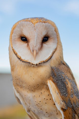 Portrait of white owl