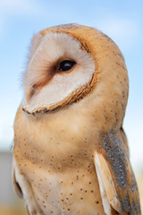 Portrait of white owl