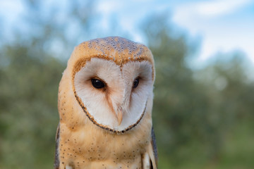 Portrait of white owl