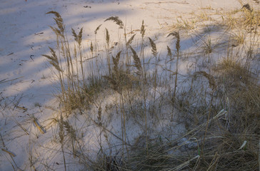 Sandy coast of Baltic sea in the Gulf of Riga, Latvia.