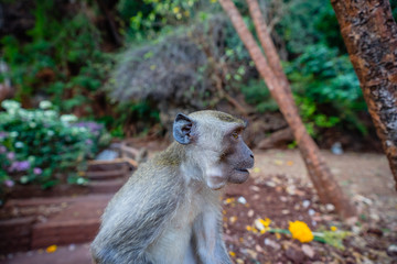 Monkey with some food in mouth
