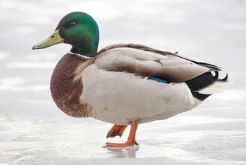 green head one duck standing on ice