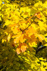 Leaves of Norway Maple, Acer platanoides, in autumn sunlight background, selective focus, shallow DOF