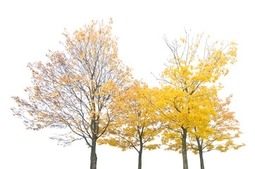 group of four autumn maple trees isoalted on white