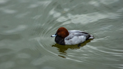 Male of diving duck Common pochard or Aythya ferina close-up portrait swimming in river, selective focus, shallow DOF