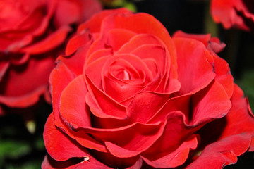 red rose macro