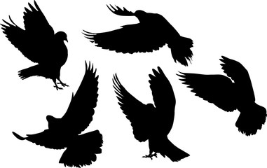 isolated five pigeon black flying silhouettes