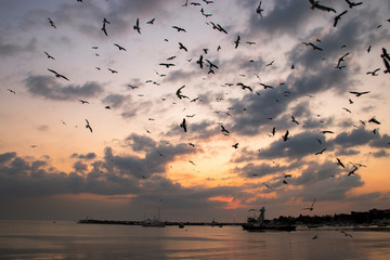 sunset and seagulls