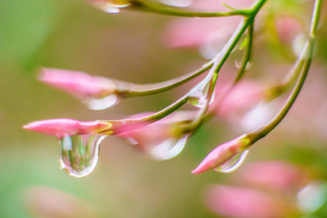 raindrops in a pink flower
