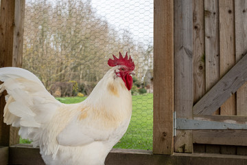 Close up of a singe white Bresse Cockerel chicken inside a chicken coup, with its bright red comb, room for copy