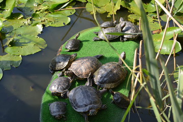  turtles animals family in the pond