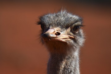 Vogel Strauß (struthio camelus) in der Kalahari (Namibia)