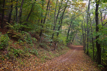 Forest road in a deciduous forest of Vienna Woods on a gloomy day in autumn, foliage of beech trees...