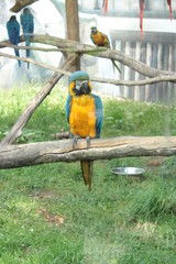  macaw parrot bird in zoo