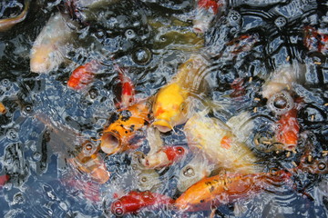 Obraz na płótnie Canvas golden carp in the pond