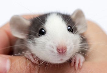 little rat in hand