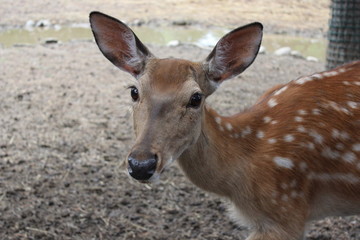  animal wild brown deer