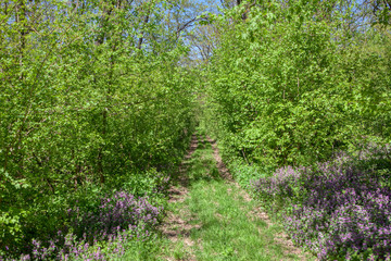 green dense forest with walking path
