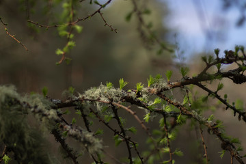 European Larch, Larix decidua, with new growth needles in spring during April growing on branches covered in old mans beard in Scotland.