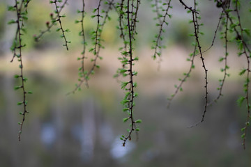 European Larch, Larix decidua, with new growth needles in spring during April growing on branches covered in old mans beard in Scotland.