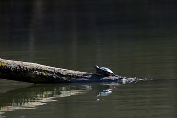 Amerikanische Schmuckschildkröte auf einem Baumstamm