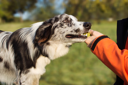 OBEDIENCE DOG CONCEPT. BORDER COLLIE PUPPY BROUGHT THE TENNIS BALL HOSTESS AND LAYS DOWN OWNER HAND.