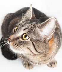 beautiful striped cat looking up isolated on white background