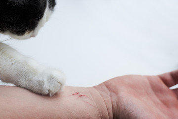 Scratch on a man's hand made by a cat, a cat's paw on a hand of an owner on a white background
