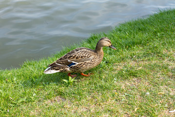 mallard duck