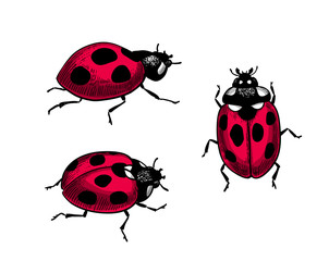Fototapeta premium Set of 3 ladybugs on white background. Elements for design.