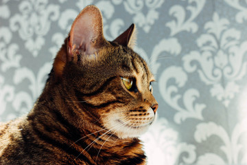 Portrait of a Bengal cat in morning against background of wall. Close-up. Yellow eyes