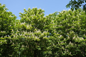 Fototapeta na wymiar Blossoming horse chestnut trees against blue sky in spring