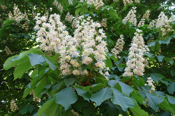 Many white flowers of horse chestnut in spring