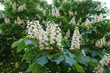 Panicles of white flowers of horse chestnut in spring