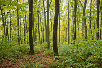 Obraz premium Beech and oak forest in the Vienna Woods in autumn with different age classes in the stand.