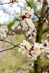 Apricot blossom, resh spring backgrund.