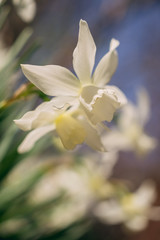Fototapeta na wymiar White daffodils in the spring sun