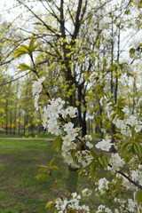 Obraz premium Side view of branch of blossoming cherry tree