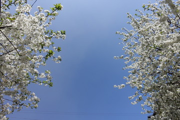 Space between two blossoming cherry trees